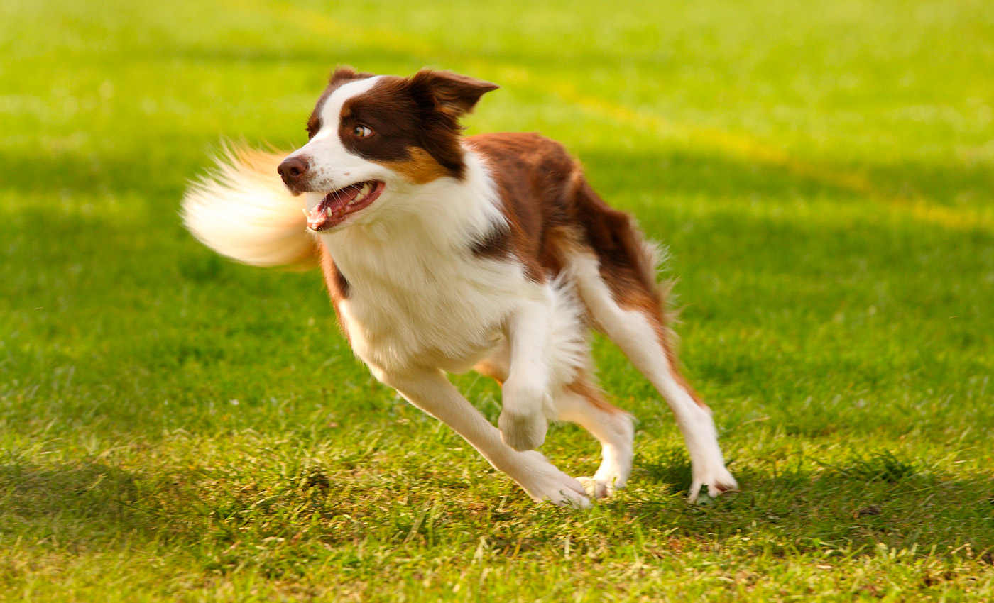 Hundefreundlicher Park am Ledrosee