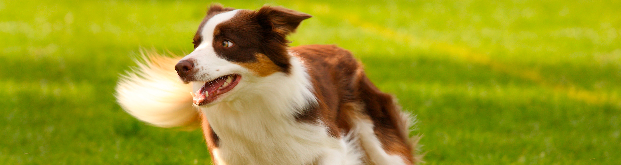 Hundefreundlicher Park am Ledrosee