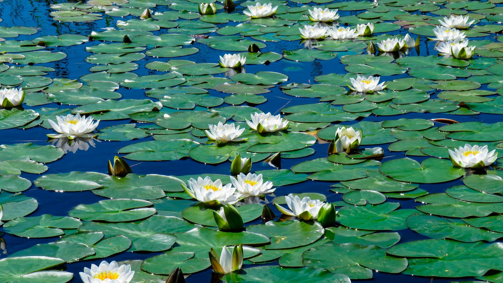 Il Lago d'Ampola