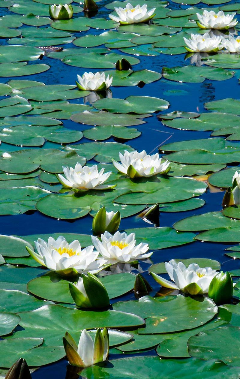 Naturschutzgebiet Ampolasee